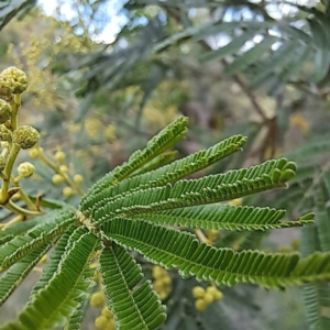 Acacia mearnsii at Undefined Area - 5 Nov 2023 04:14 PM