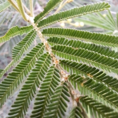 Acacia mearnsii at Undefined Area - 5 Nov 2023 04:14 PM