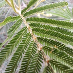 Acacia mearnsii at Croke Place Grassland (CPG) - 5 Nov 2023