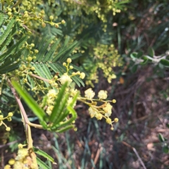 Acacia mearnsii at Croke Place Grassland (CPG) - 5 Nov 2023