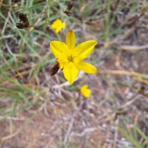 Tricoryne elatior at Croke Place Grassland (CPG) - 5 Nov 2023 04:03 PM