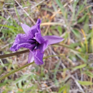 Arthropodium fimbriatum at Croke Place Grassland (CPG) - 5 Nov 2023