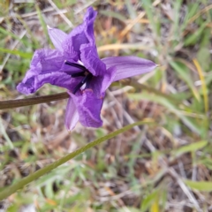 Arthropodium fimbriatum at Croke Place Grassland (CPG) - 5 Nov 2023 04:04 PM