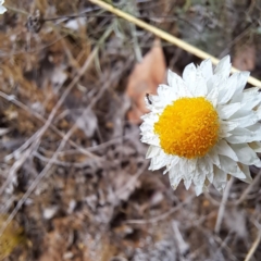 Leucochrysum albicans subsp. tricolor (Hoary Sunray) at Croke Place Grassland (CPG) - 5 Nov 2023 by abread111