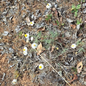 Leucochrysum albicans subsp. tricolor at Croke Place Grassland (CPG) - 5 Nov 2023 04:05 PM