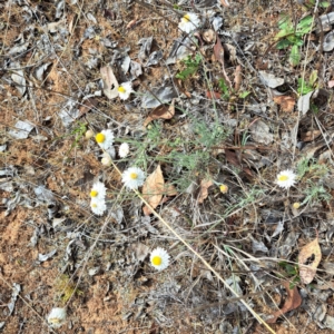Leucochrysum albicans subsp. tricolor at Croke Place Grassland (CPG) - 5 Nov 2023