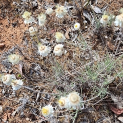 Leucochrysum albicans subsp. tricolor at Croke Place Grassland (CPG) - 5 Nov 2023