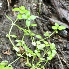 Callitriche stagnalis (Common Starwort) at Kangaroo Valley, NSW - 6 Nov 2023 by lbradley
