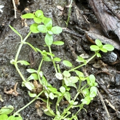 Callitriche stagnalis (Common Starwort) at Kangaroo Valley, NSW - 6 Nov 2023 by lbradley
