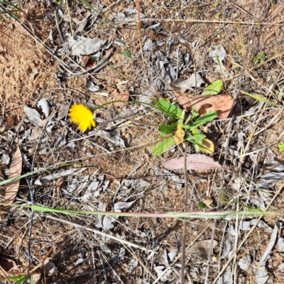 Hypochaeris radicata (Cat's Ear, Flatweed) at McKellar, ACT - 5 Nov 2023 by abread111