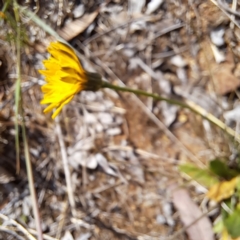 Hypochaeris radicata at Croke Place Grassland (CPG) - 5 Nov 2023 04:06 PM