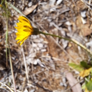 Hypochaeris radicata at Croke Place Grassland (CPG) - 5 Nov 2023 04:06 PM