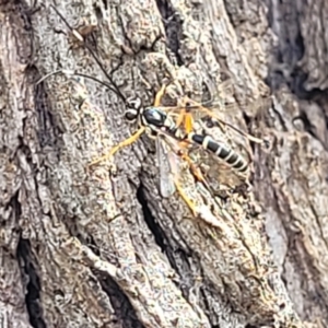 Ichneumonidae (family) at O'Connor, ACT - 6 Nov 2023 11:43 AM