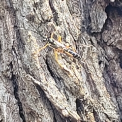 Ichneumonidae (family) at O'Connor, ACT - 6 Nov 2023