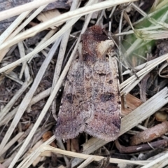 Agrotis porphyricollis (Variable Cutworm) at Banksia Street Wetland Corridor - 6 Nov 2023 by trevorpreston