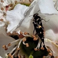 Mordellidae (family) (Unidentified pintail or tumbling flower beetle) at O'Connor, ACT - 6 Nov 2023 by trevorpreston