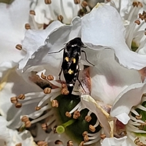 Mordellidae (family) at Banksia Street Wetland Corridor - 6 Nov 2023 11:32 AM