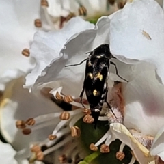 Mordellidae (family) at Banksia Street Wetland Corridor - 6 Nov 2023 11:32 AM