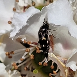 Mordellidae (family) at Banksia Street Wetland Corridor - 6 Nov 2023 11:32 AM