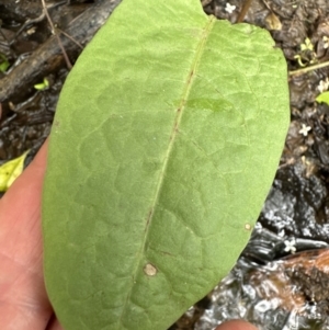 Rumex sp. at Kangaroo Valley, NSW - suppressed