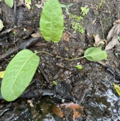 Rumex sp. at Kangaroo Valley, NSW - suppressed