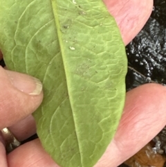 Rumex sp. at Kangaroo Valley, NSW - suppressed