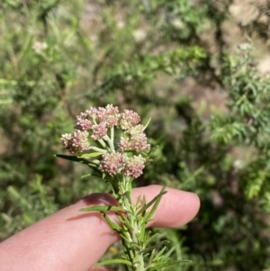 Cassinia aculeata subsp. aculeata at Woodlands, NSW - 5 Oct 2023