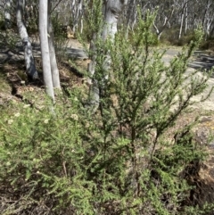 Cassinia aculeata subsp. aculeata at Woodlands, NSW - 5 Oct 2023