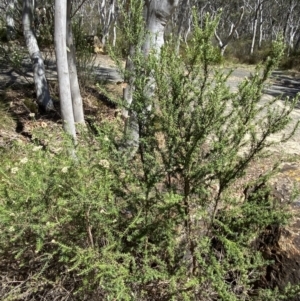 Cassinia aculeata subsp. aculeata at Woodlands, NSW - 5 Oct 2023 01:46 PM