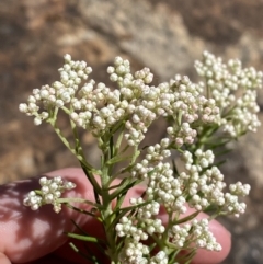 Ozothamnus diosmifolius (Rice Flower, White Dogwood, Sago Bush) at Woodlands, NSW - 5 Oct 2023 by Tapirlord