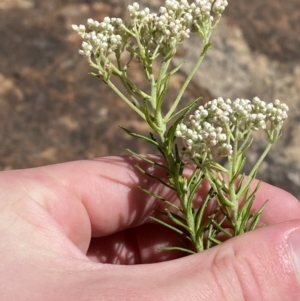 Ozothamnus diosmifolius at Woodlands, NSW - 5 Oct 2023 01:46 PM