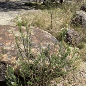 Ozothamnus diosmifolius at Woodlands, NSW - 5 Oct 2023 01:46 PM