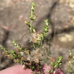 Olearia microphylla (Olearia) at Wingecarribee Local Government Area - 5 Oct 2023 by Tapirlord