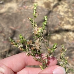 Olearia microphylla at Woodlands, NSW - 5 Oct 2023 01:45 PM