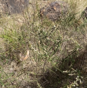 Olearia microphylla at Woodlands, NSW - 5 Oct 2023 01:45 PM