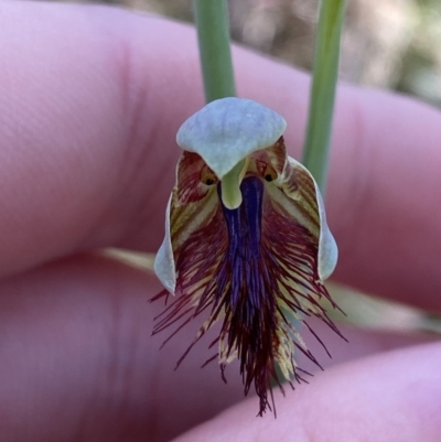 Calochilus campestris (Copper Beard Orchid) at Woodlands, NSW - 5 Oct 2023 by Tapirlord