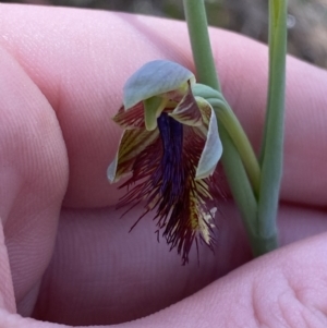 Calochilus campestris at Woodlands, NSW - 5 Oct 2023