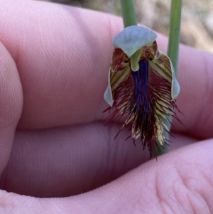 Calochilus campestris at Woodlands, NSW - 5 Oct 2023