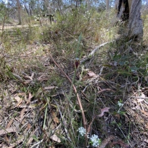 Calochilus campestris at Woodlands, NSW - 5 Oct 2023