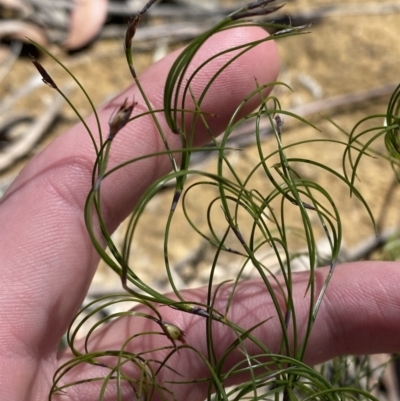 Caustis flexuosa (Curly Wigs) at Wingecarribee Local Government Area - 5 Oct 2023 by Tapirlord