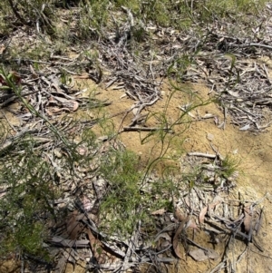Caustis flexuosa at Woodlands, NSW - suppressed