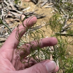 Caustis flexuosa at Woodlands, NSW - 5 Oct 2023