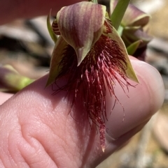 Calochilus paludosus (Strap Beard Orchid) at Woodlands - 5 Oct 2023 by Tapirlord