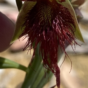 Calochilus paludosus at Woodlands, NSW - suppressed