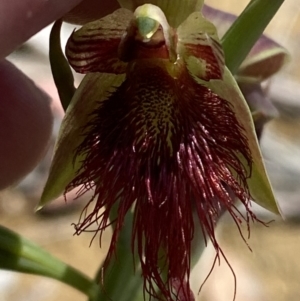 Calochilus paludosus at Woodlands, NSW - suppressed