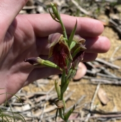 Calochilus paludosus at Woodlands, NSW - suppressed