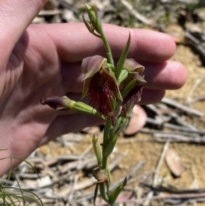 Calochilus paludosus at Woodlands, NSW - 5 Oct 2023