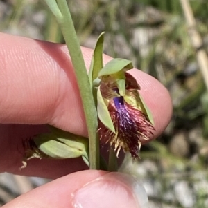 Calochilus campestris at Woodlands, NSW - suppressed