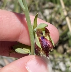 Calochilus campestris at Woodlands, NSW - suppressed