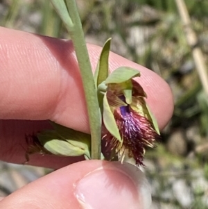 Calochilus campestris at Woodlands, NSW - suppressed